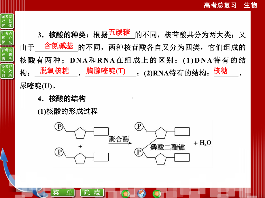 必修一第2章第3讲遗传信息的携带者-核酸细胞中的糖类和脂质课件.ppt_第3页