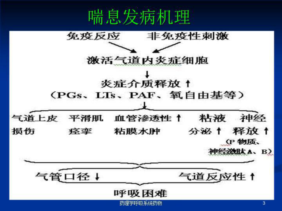 药理学呼吸系统药物培训课件.ppt_第3页