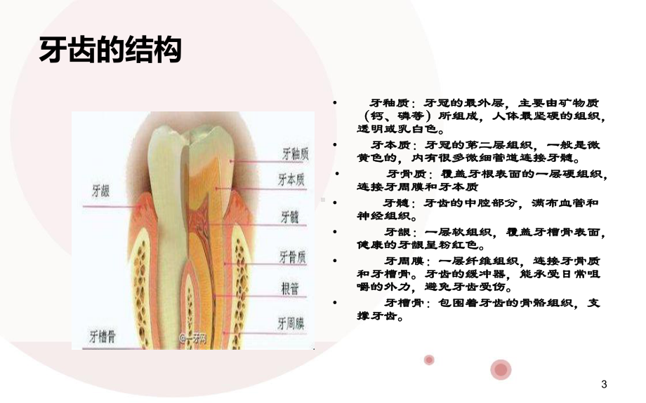 幼儿口腔保健-课件.ppt_第3页