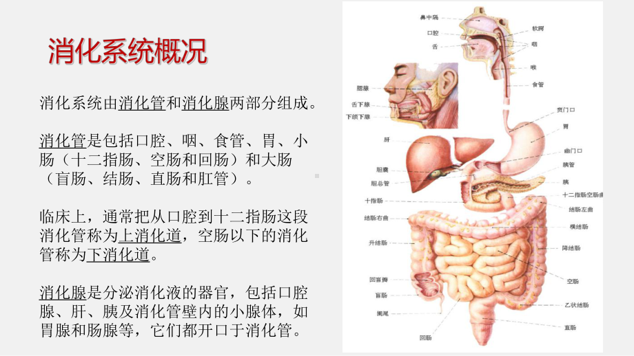 胃肠镜前后的医疗护理培训课件-2.ppt_第3页