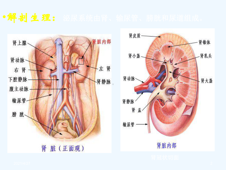 讲座肾功能检查课件.ppt_第2页