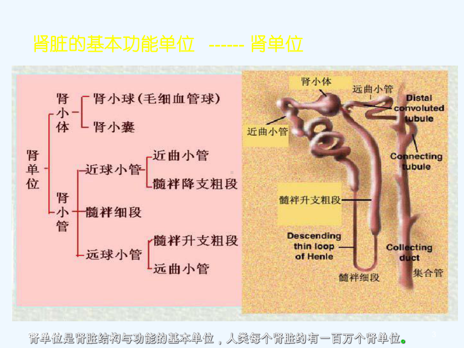 讲座肾功能检查课件.ppt_第3页