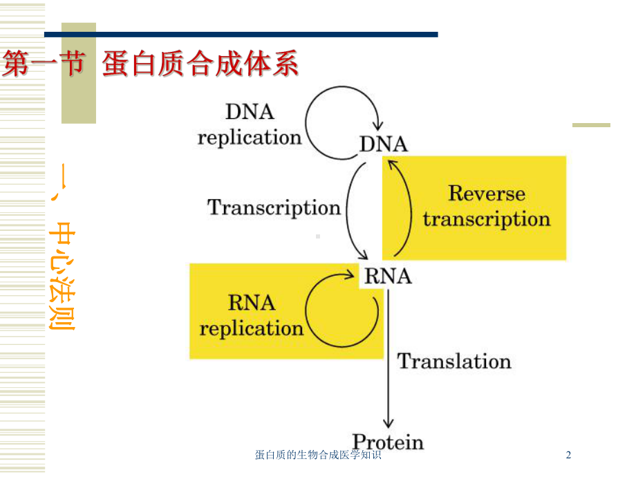 蛋白质的生物合成医学知识培训课件.ppt_第2页