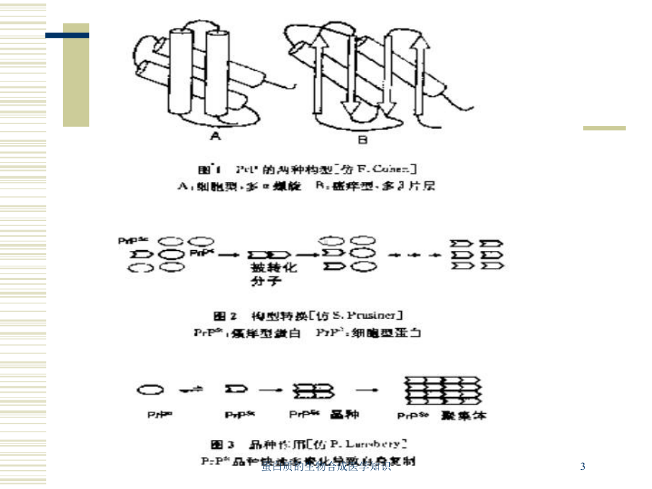 蛋白质的生物合成医学知识培训课件.ppt_第3页