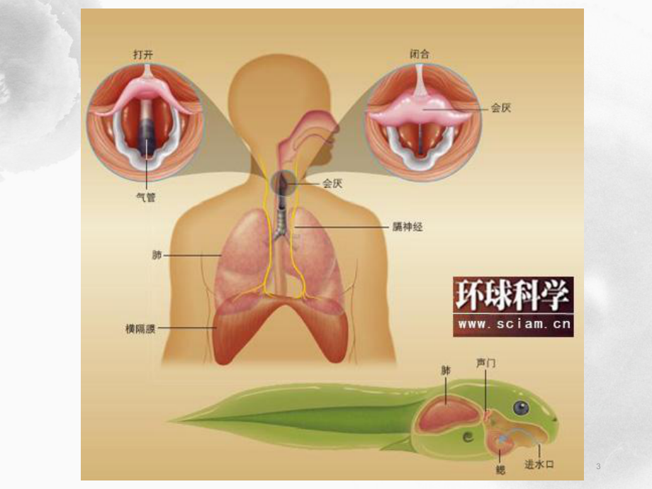 中枢顽固性呃逆课件.ppt_第3页