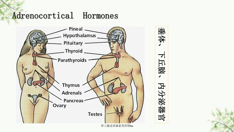 肾上腺皮质激素类药物su课件.ppt_第2页