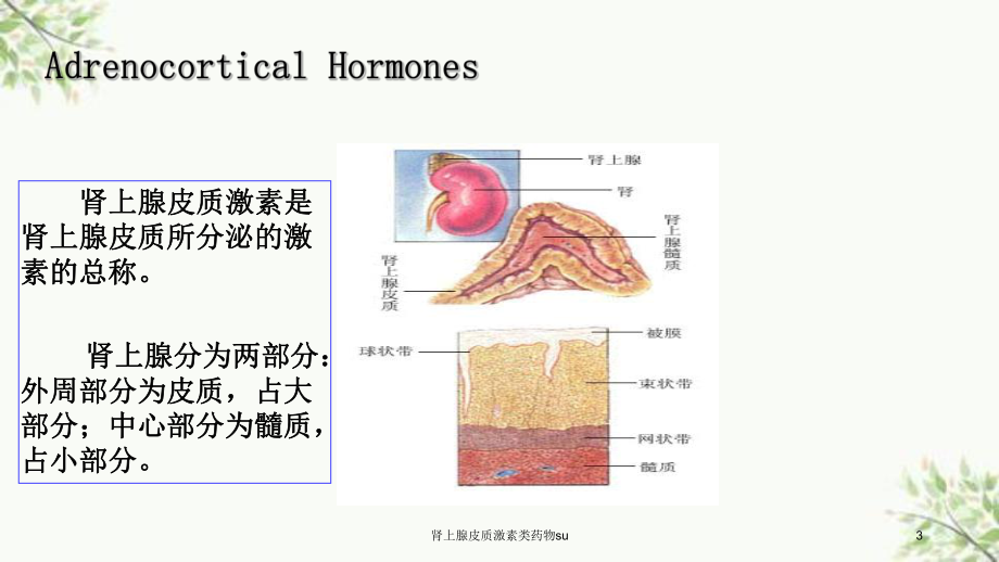 肾上腺皮质激素类药物su课件.ppt_第3页