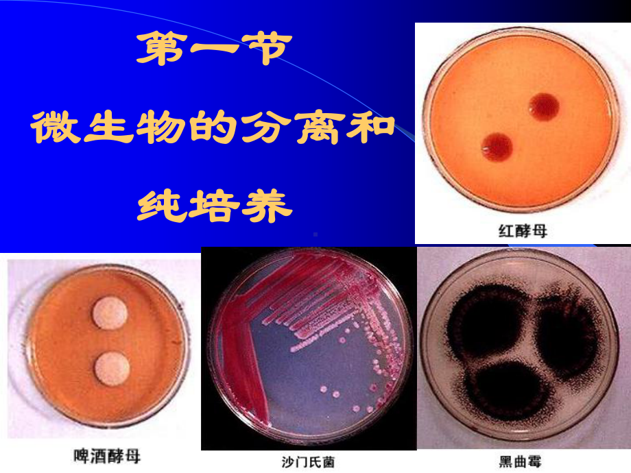 微生物学课件第2章-微生物的纯培养和显微技术.ppt_第3页