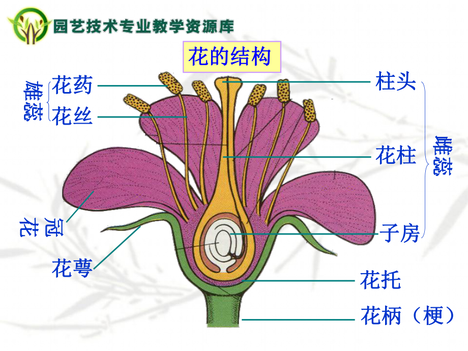 人工辅助授粉技术课件.ppt_第2页