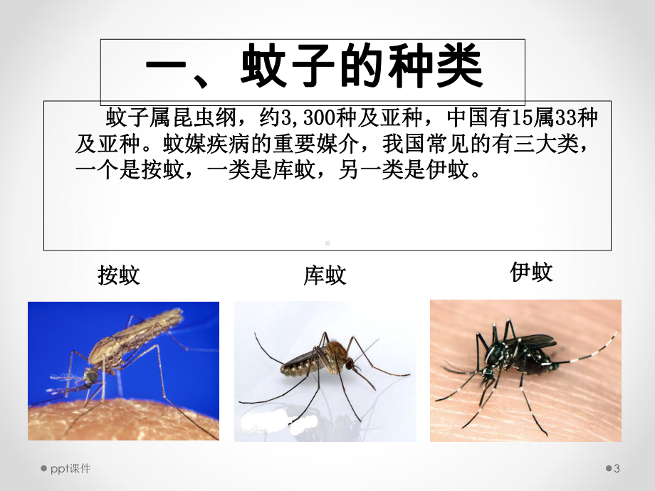 预防登革热-主题班会-课件.ppt_第3页