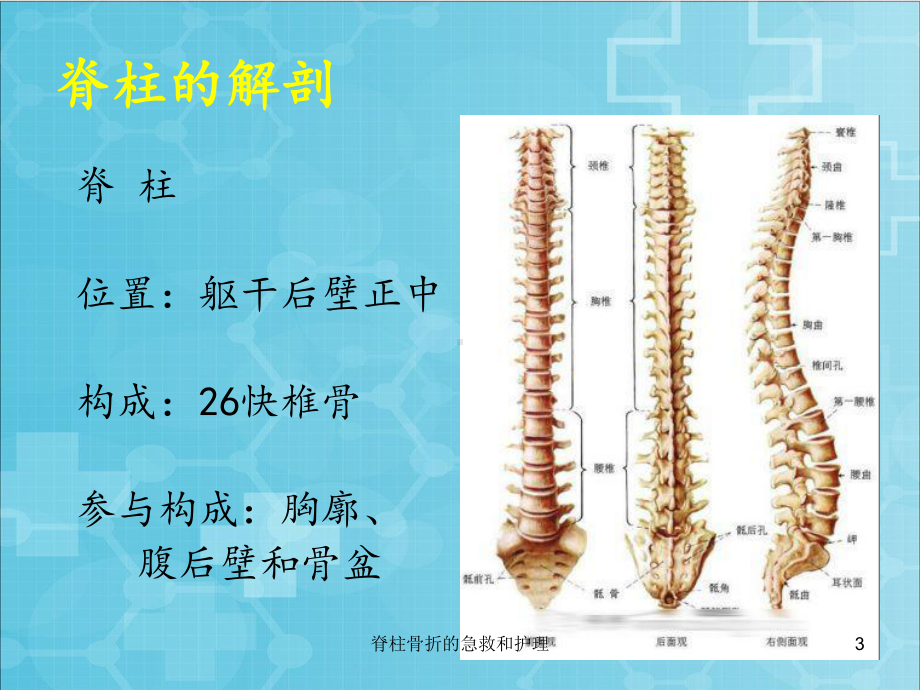 脊柱骨折的急救和护理培训课件.ppt_第3页