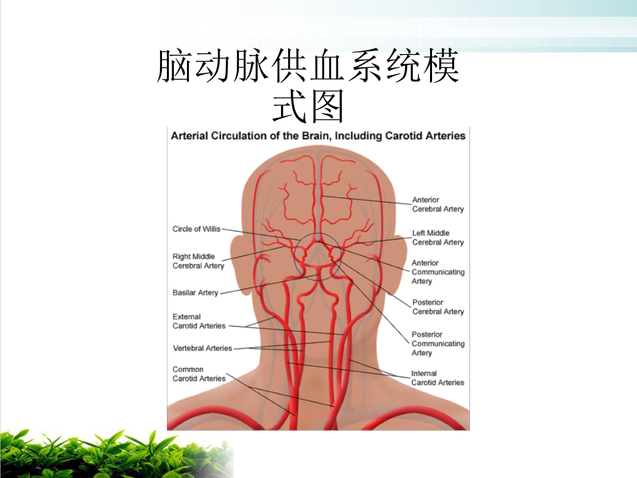 脑梗塞定位诊断课件-2.ppt_第1页