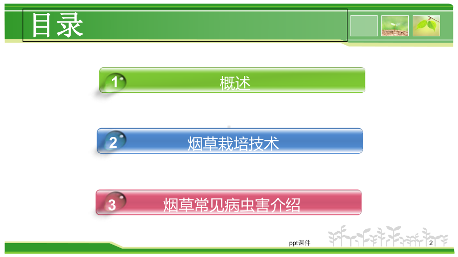 烟草栽培及病虫害防治-课件.ppt_第2页