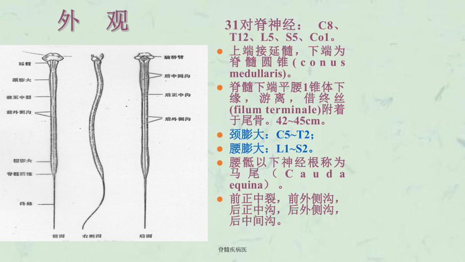 脊髓疾病医课件.ppt_第3页