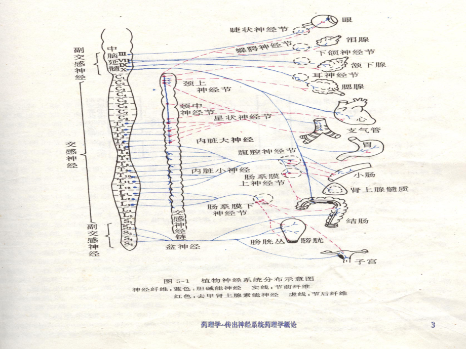 药理学传出神经系统药理学概论-课件.ppt_第3页