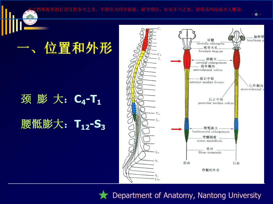 脊髓精细解剖培训课件.ppt_第3页