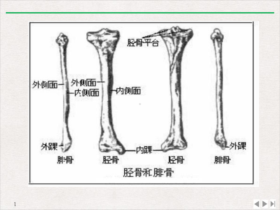 踝关节影像解剖优质推荐课件.pptx_第3页