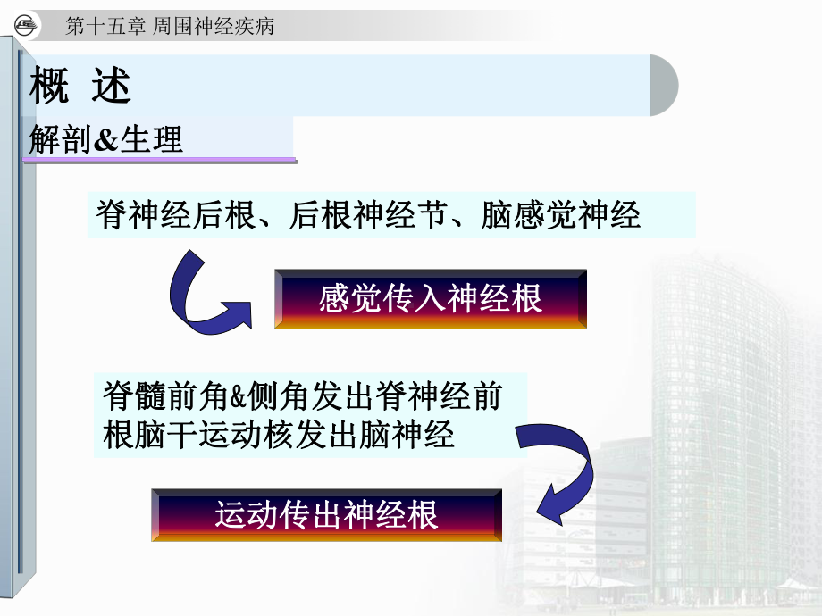 神经内科本科教材-第十五章-周围神经疾病课件.ppt_第3页