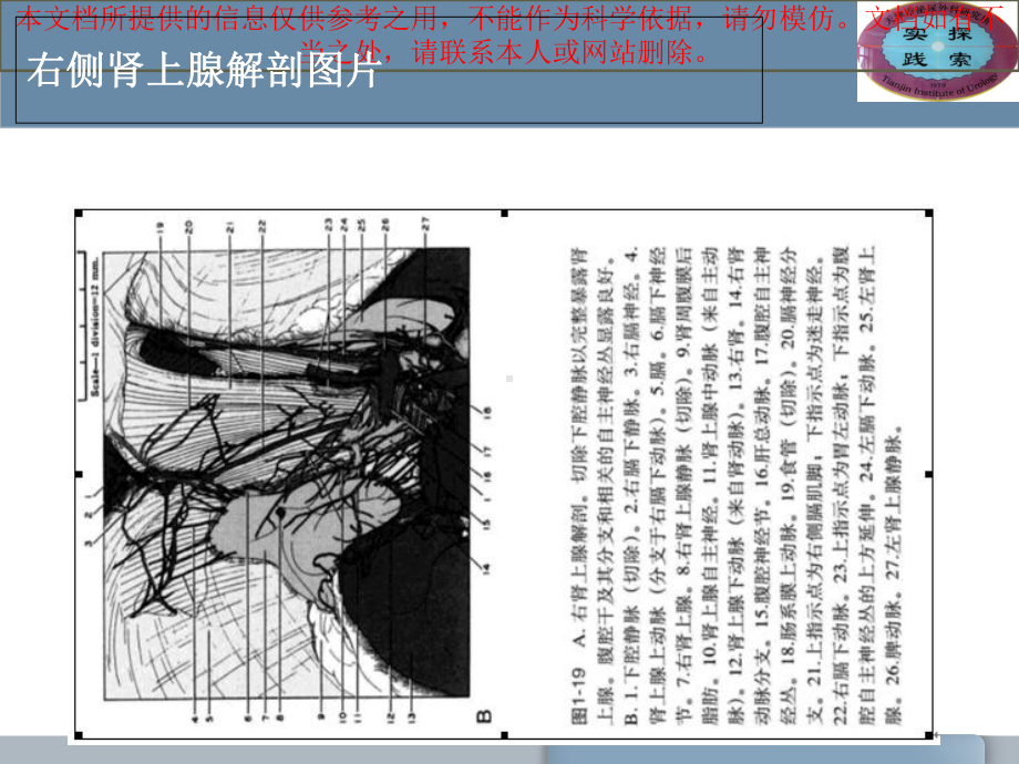 肾上腺的解剖与功能培训课件.ppt_第2页