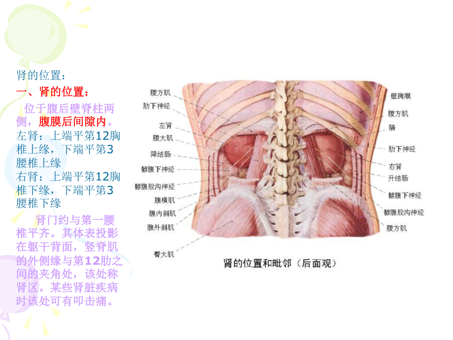 肾移植术的解剖课件-2.ppt_第1页