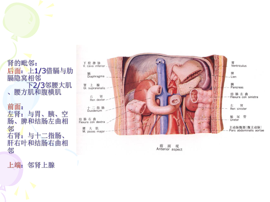 肾移植术的解剖课件-2.ppt_第3页