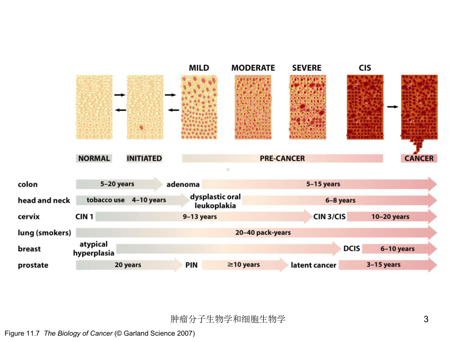 肿瘤分子生物学和细胞生物学培训课件.ppt_第3页