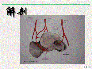 距骨坏死诊断及治疗骨科讲课课件.pptx