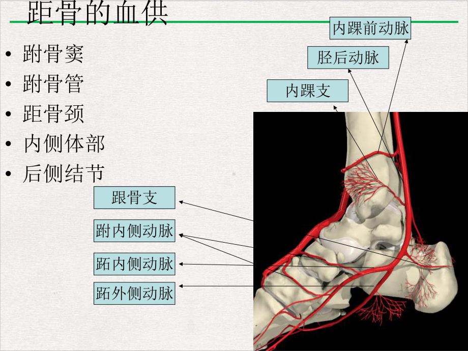 距骨坏死诊断及治疗骨科讲课课件.pptx_第3页