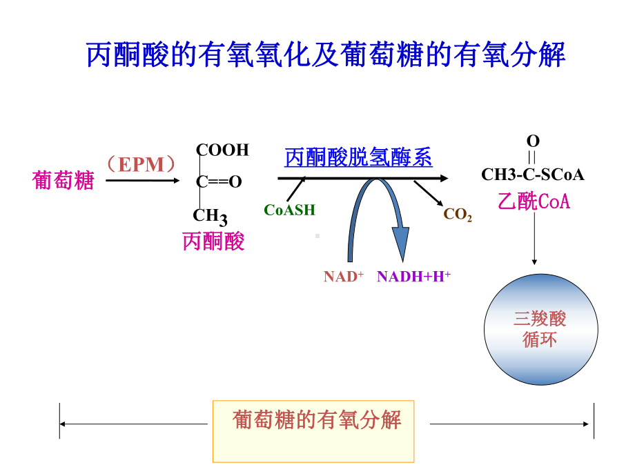 柠檬酸循环课件.ppt_第3页