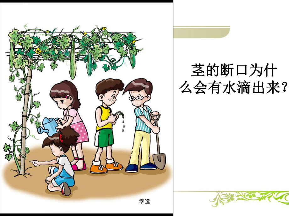 水分在茎里的运输精选版精选版课件.ppt_第2页