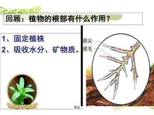 水分在茎里的运输精选版精选版课件.ppt