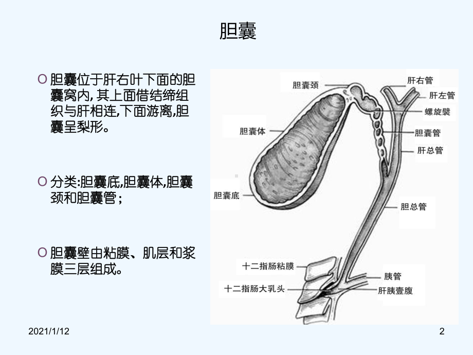 胆囊结石的治疗课件.ppt_第2页