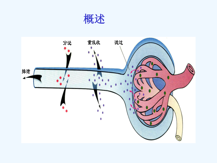 肾小管与集合管的转运功能-生理课件.ppt_第2页