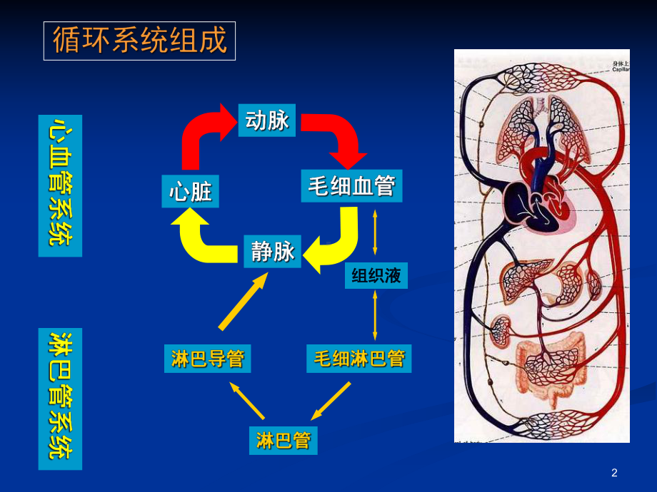 生理学循环系统课件.ppt_第2页