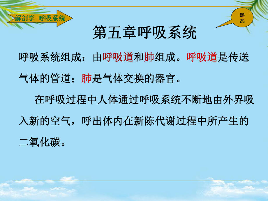 解剖学呼吸系统最全课件.ppt_第2页