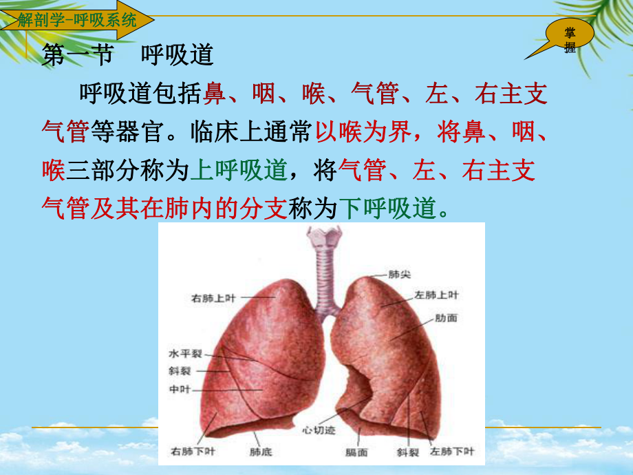 解剖学呼吸系统最全课件.ppt_第3页