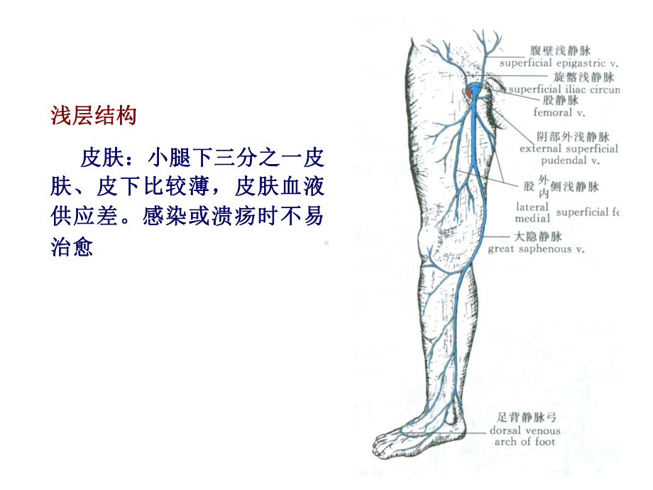 足踝部解剖讲课课件.ppt_第3页