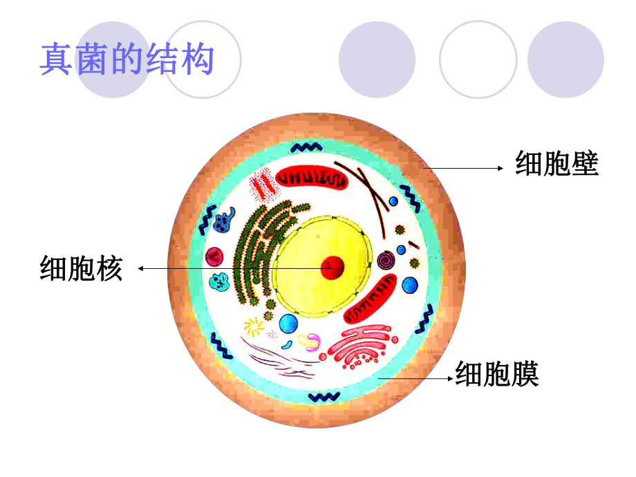 真菌感染和药物治疗课件.ppt_第3页