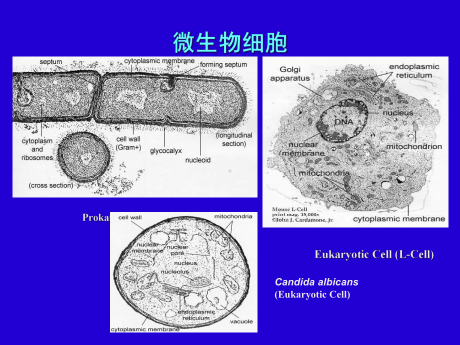 环境工程微生物学-真核微生物-课件.ppt_第3页