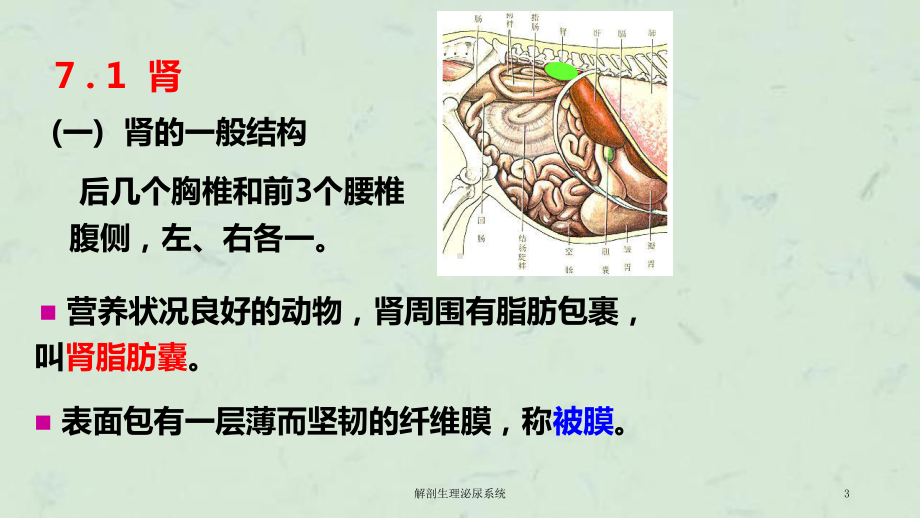 解剖生理泌尿系统课件.ppt_第3页