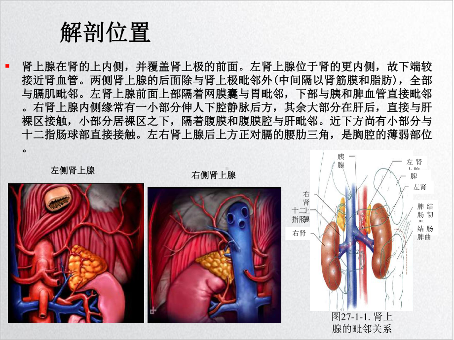 腹腔镜肾上腺切除课件.ppt_第3页