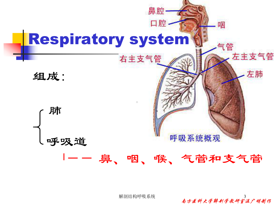 解剖结构呼吸系统培训课件.ppt_第3页