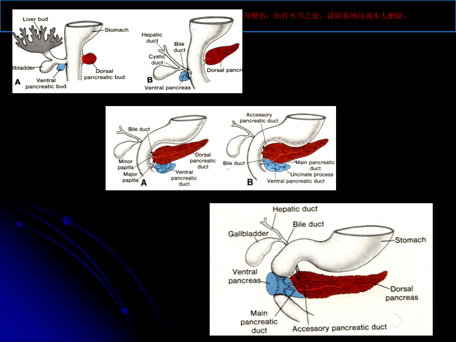 胰腺胰腺解剖及功能培训课件.ppt_第2页