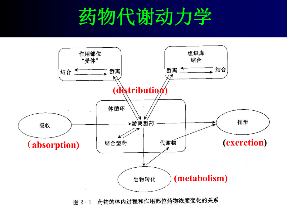 药动学医学课件.ppt_第2页