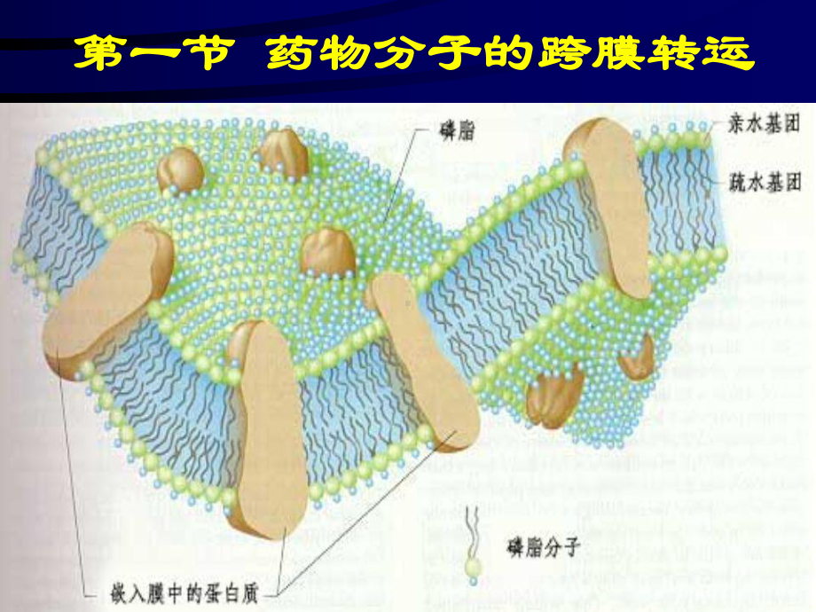 药动学医学课件.ppt_第3页