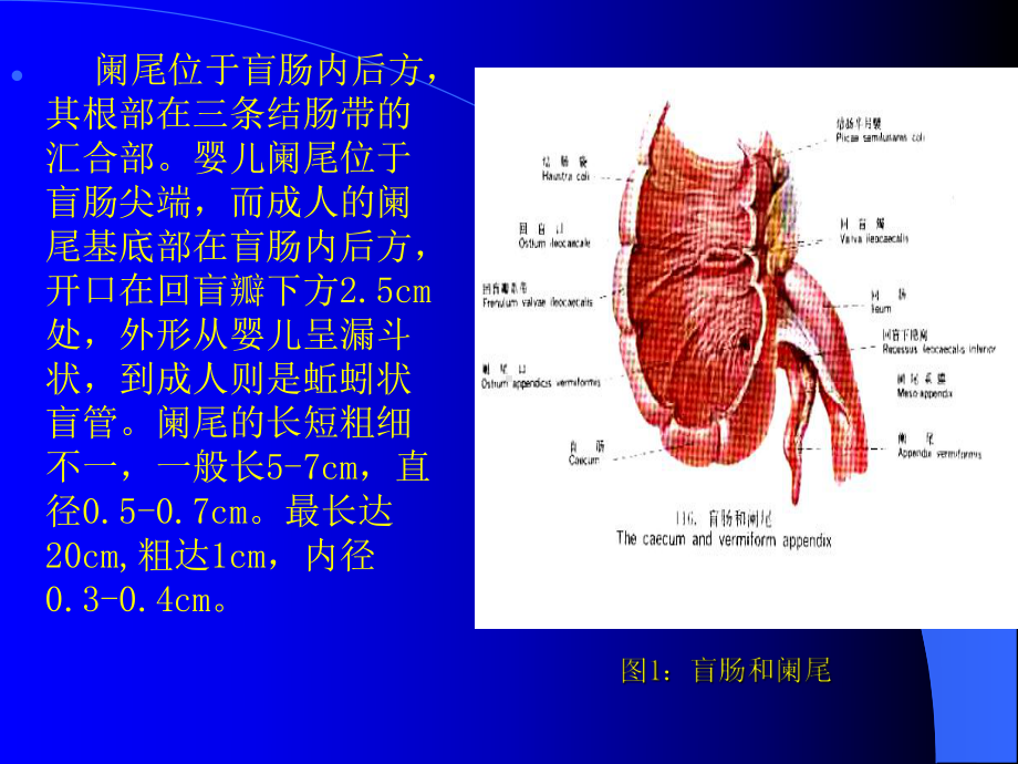 阑尾炎的诊断与手术课件.pptx_第3页