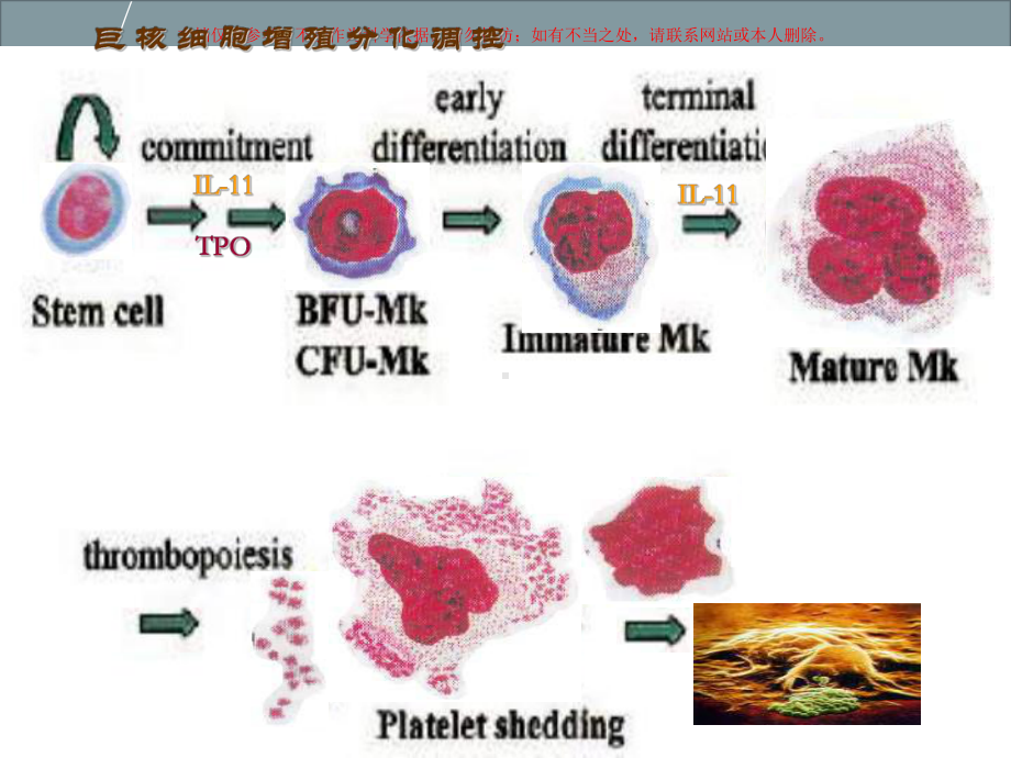 血小板输注临床应用培训课件.ppt_第1页