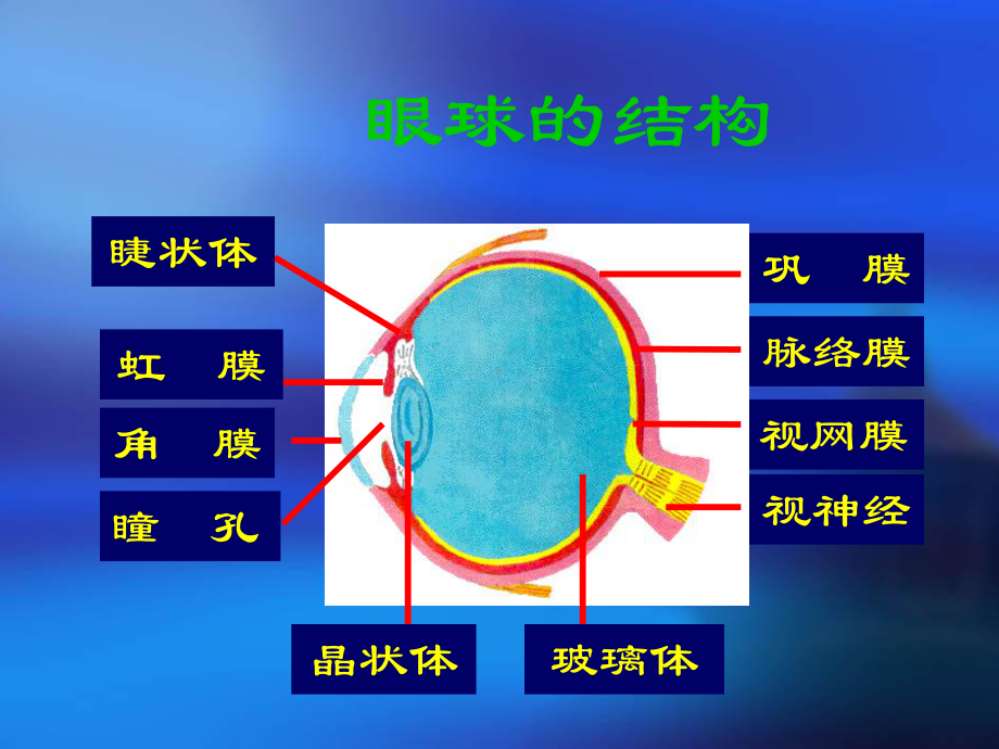 幼儿园眼保健讲课课件.ppt_第3页