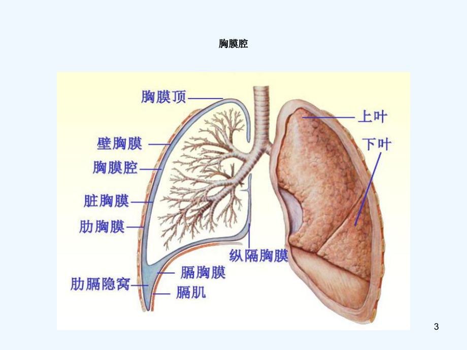 胸腔积液的护理查房课件.ppt_第3页