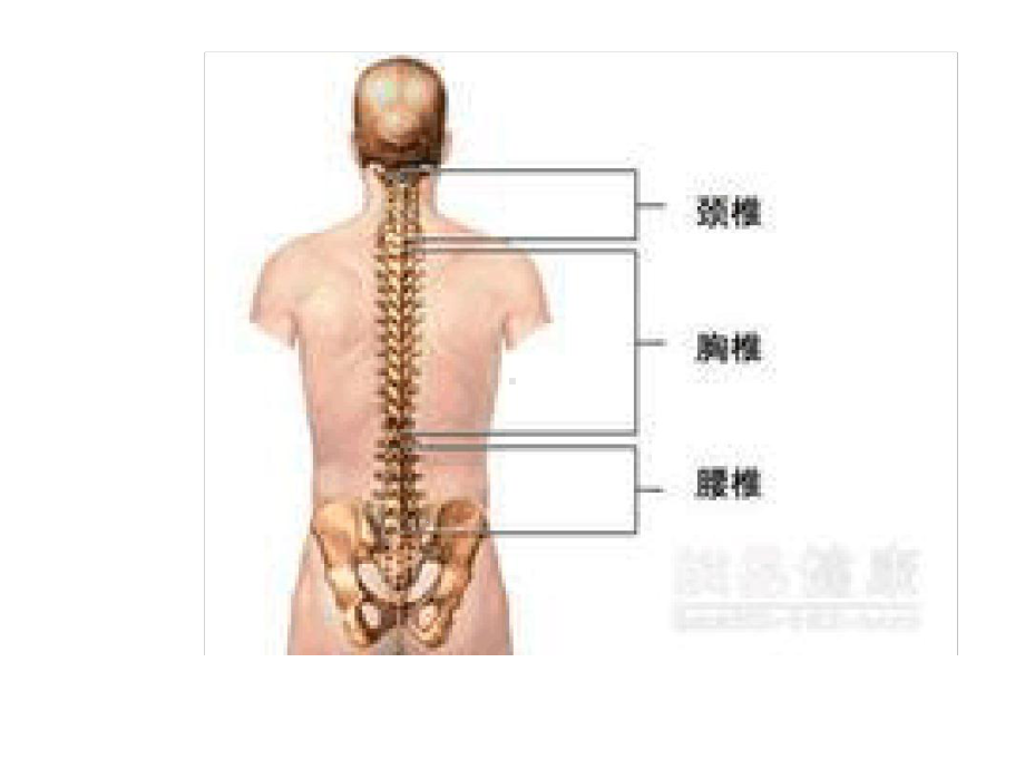 腰椎间盘突出症1231介绍课件.ppt_第3页